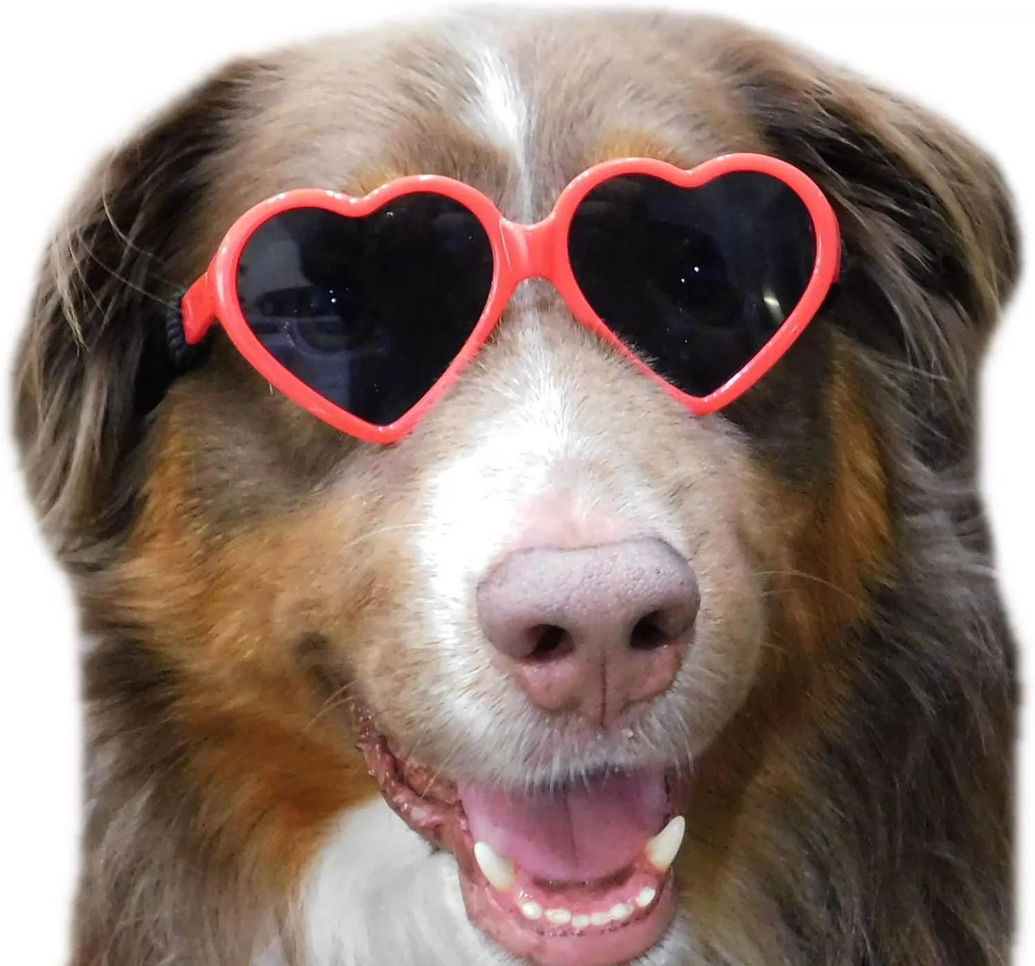 G012 Dog Pet Costume Prop Sunglasses Heart Shape Medium Breeds 20lb-40lbs (2-Pack Red Black)