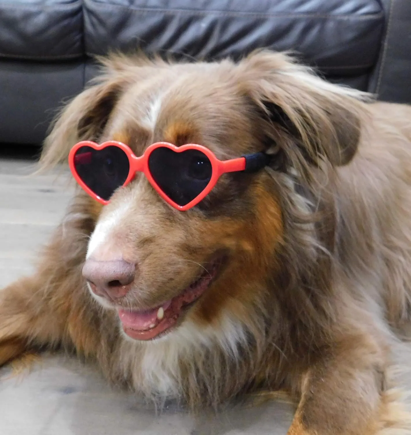 G012 Dog Pet Costume Prop Sunglasses Heart Shape Medium Breeds 20lb-40lbs (2-Pack Red Black)