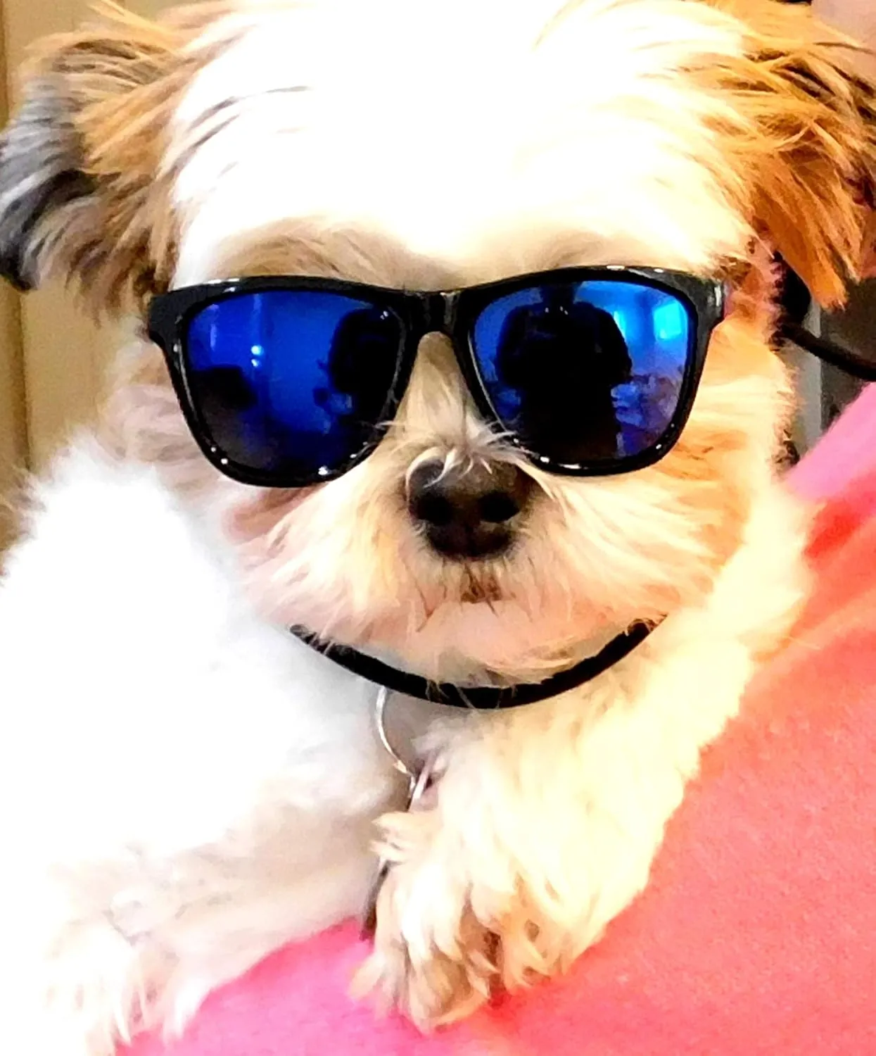G014 Dog Cat Pet 80s Sunglasses Goggles for Small Breeds up to 15lbs (2-Pack Black  Black-Blue Mirror)
