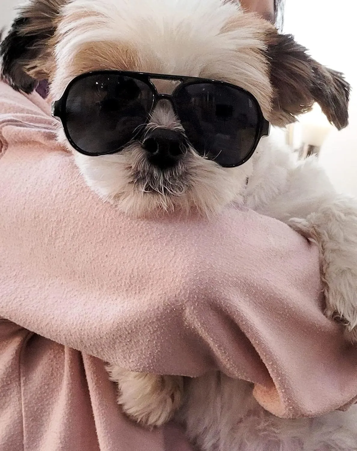G029 Dog Cat Pet Aviator Pilot Sunglasses Glasses for Small Breeds up to 15lbs (2-Pack Black   Black-Clear Lens)