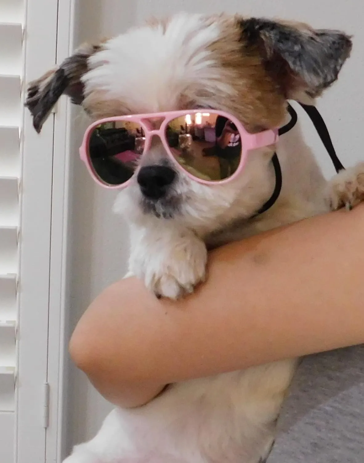 G029 Dog Cat Pet Aviator Pilot Sunglasses Glasses for Small Breeds up to 15lbs (2-Pack Black   Pink-Pink Mirror)