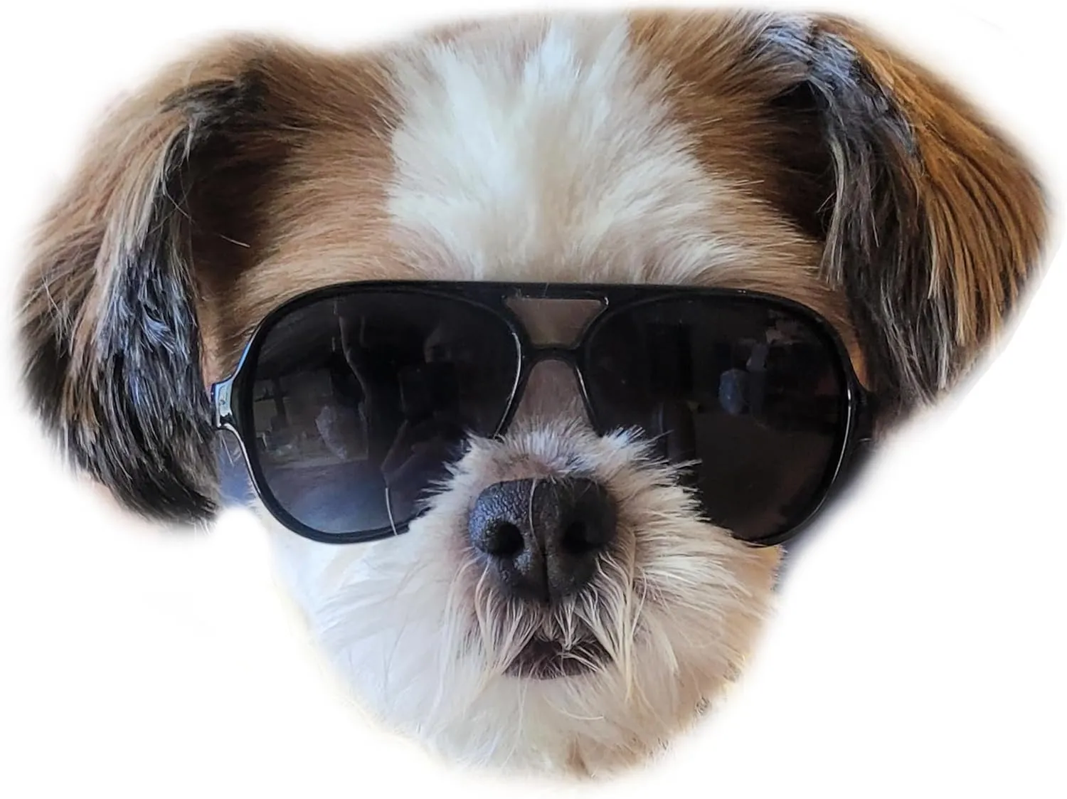 G029 Dog Cat Pet Aviator Pilot Sunglasses Glasses for Small Breeds up to 15lbs (2-Pack Black   Pink-Pink Mirror)