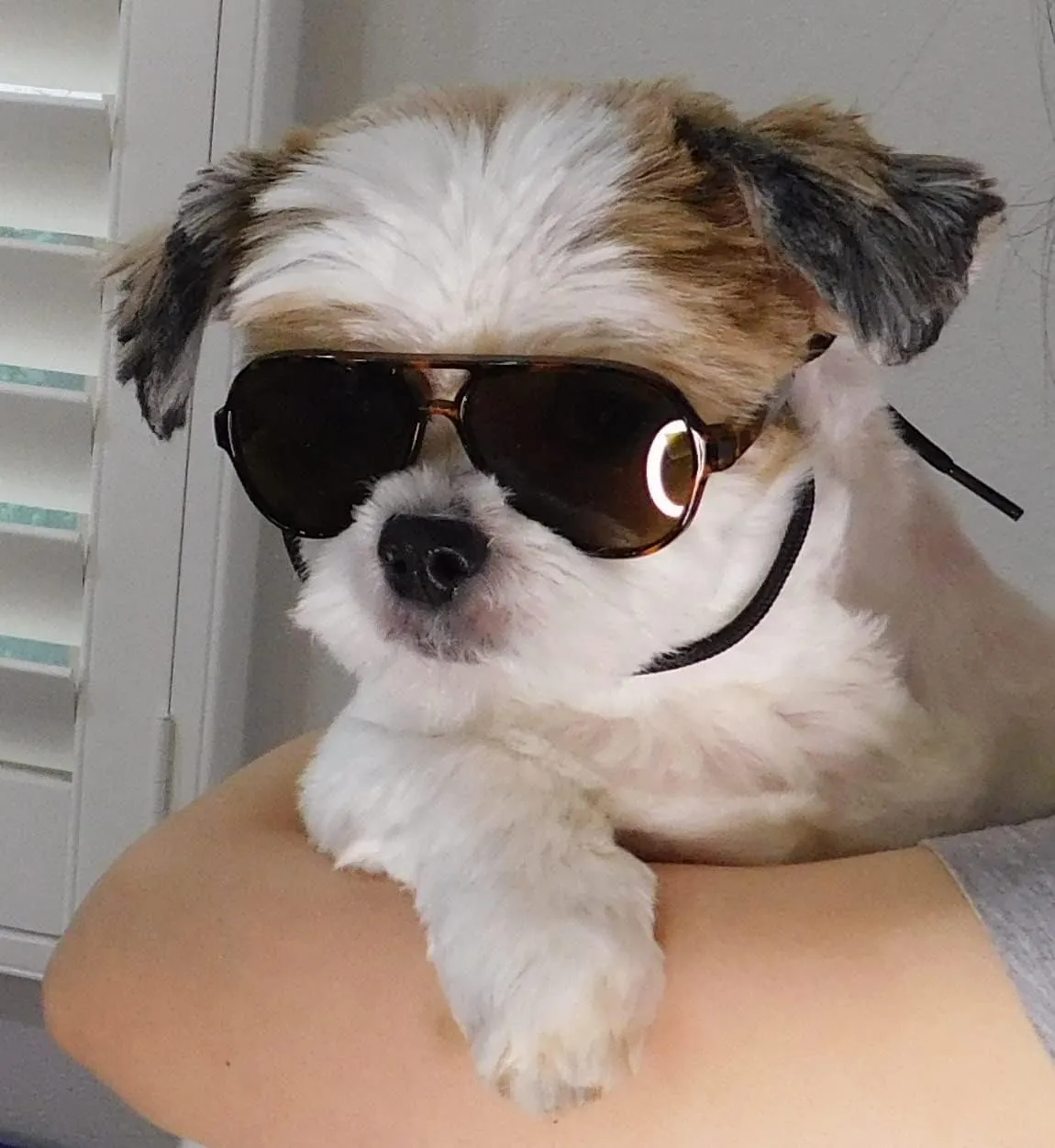 G029 Dog Cat Pet Aviator Pilot Sunglasses Glasses for Small Breeds up to 15lbs (2-Pack Black   Tortoise Brown)
